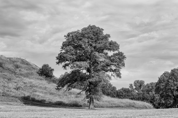 Black and white landscape photograph of a big, beautiful tree growing near the base of Monk's Mound at the ancient Cahokia Mound Site in Illinois. Monk's Mound was built of soil carried in baskets over 1,000 years ago. Cahokia, once the largest city in North America, is now a UNESCO World Heritage Site.