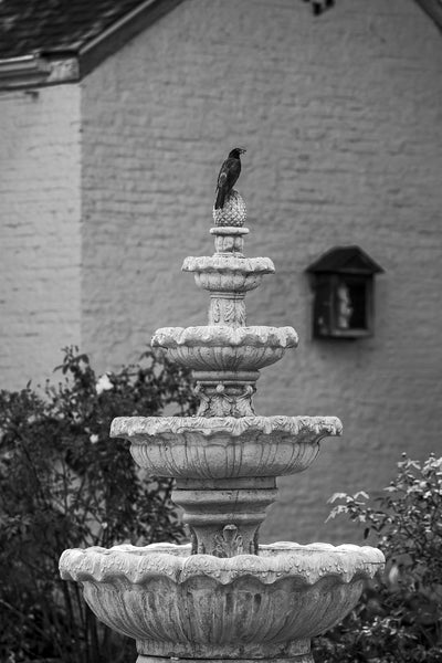 Black and white photograph of a blackbird perched atop a water fountain in the courtyard of a historic home in picturesque Ste. Genevieve, Missouri.