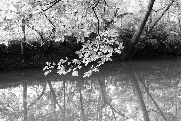Summer at Spring Creek Black and White Landscape Photograph