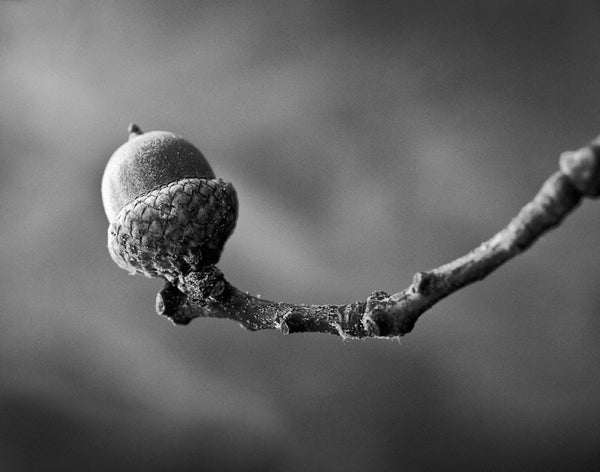 Black and white photograph of an acorn on the end of a curved tree branch.