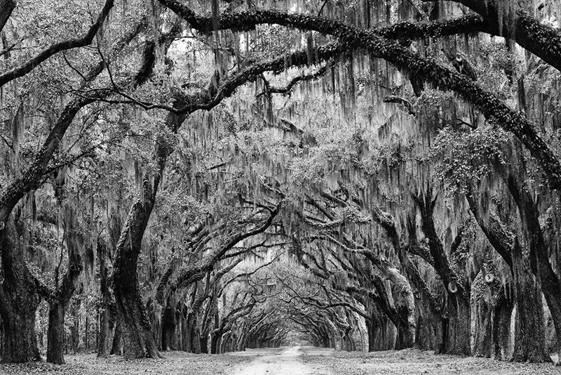 Black and white landscape photograph of the beautiful Avenue of the Oaks at Wormsloe Plantation in Savannah, Georgia. The avenue, lined with over 400 mighty oaks, is a one-and-a-half mile driveway into what was once a coastal plantation, now in ruins.