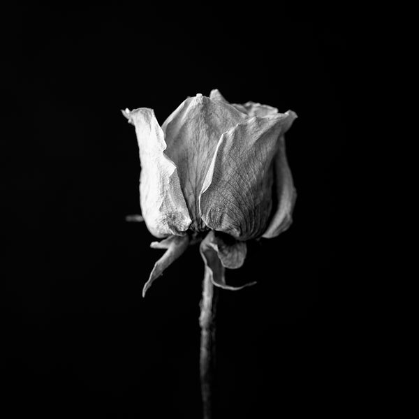 Black and white photograph of a wrinkled old white rose shot in medium format against a dramatic black background. (Square format)