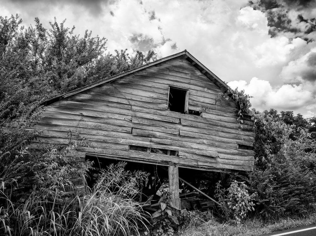 Black and white photograph of a collapsing wooden barn standing amidst overgrown foliage alongside a rural road.