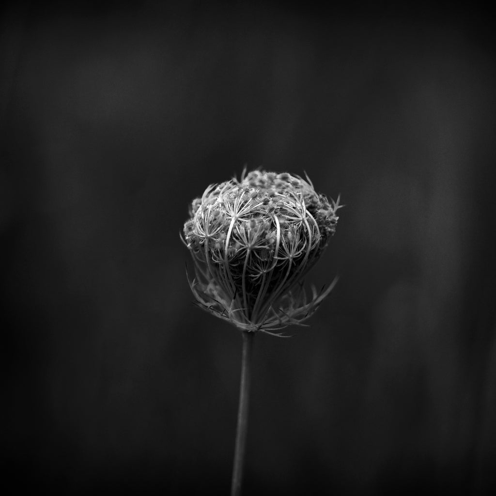 Black and white photograph of a seed head bursting with seeds in a natural pasture. (Square format)