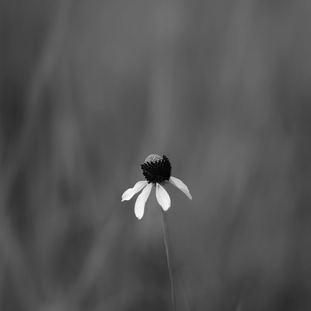 Black and white medium format photograph of a single yellow coneflower in a green pasture in summertime. (Square format)