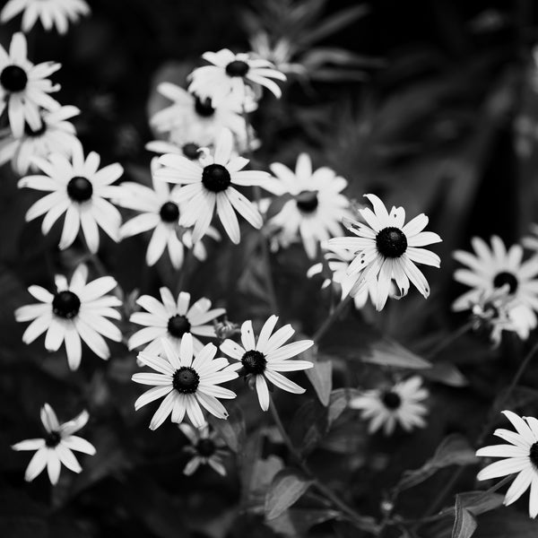 Black and white photograph of flowers in a garden in summer time made in square proportions with a medium format camera. (Square format)