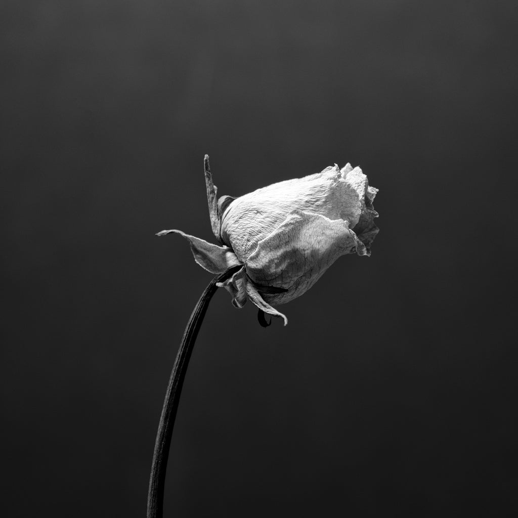 Black and white photograph of a wrinkled old white rose blossom shot in a square format with a medium format camera. (Square format)