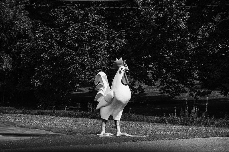 Black and white photograph of a large fake rooster on the side of the road in rural northern Alabama.