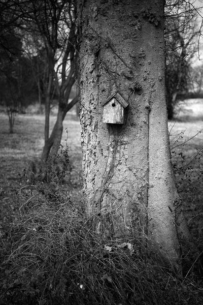Black and white photograph of huge tree hosting a small, wooden birdhouse.