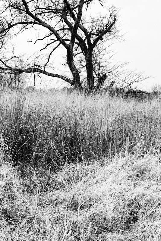 Black and white landscape photograph of a barren black winter tree standing amidst tall and tussled grasses.