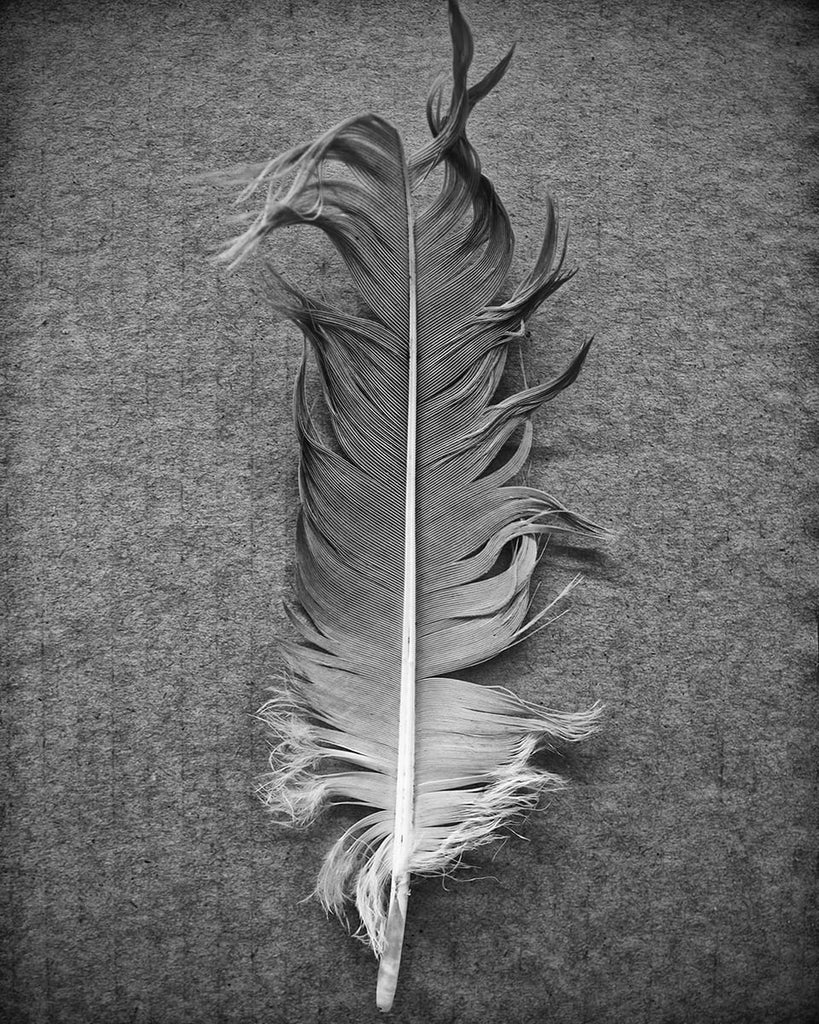 zen photograph of a feather. Quiet, peaceful, meditational black and white photograph of a goose feather photographed on a textured cardboard background.