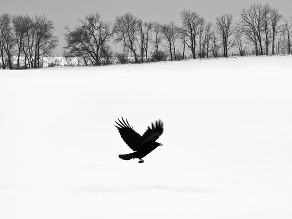Black and white landscape photograph of a blackbird flying away from a snow-covered field