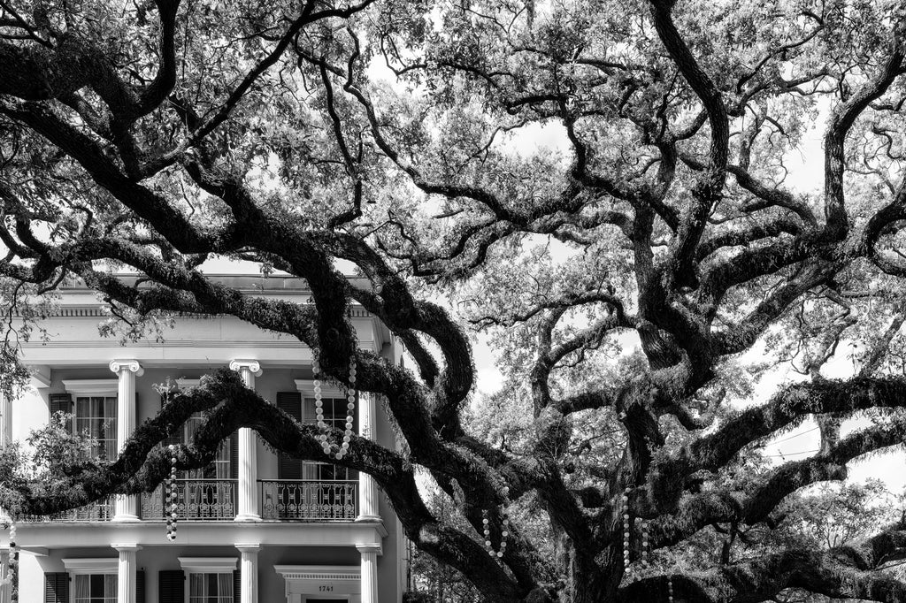 Black and white photograph of the massive old branches of a live oak tree decorated with dangling strands of beads along New Orleans historic St. Charles Avenue.
