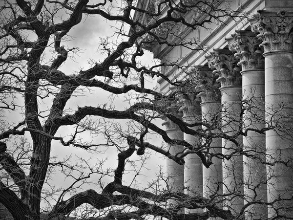Black and white photograph of a gnarled tree branches juxtaposed against the ordered Corinthian columns of the Wisconsin State Capitol.
