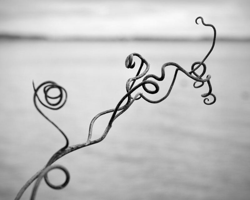 Black and white photograph of a curled and twisted vine growing on the shore of a lake. This photograph appeared occasionally on the second floor hallway set of the TV program Melissa and Joey.