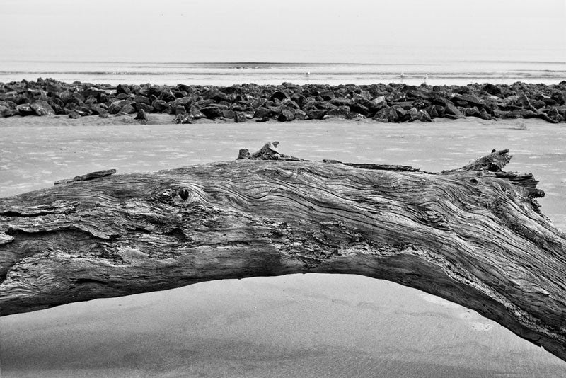 Curved Log on Beach on Jekyll Island, Georgia (IMG_4206)