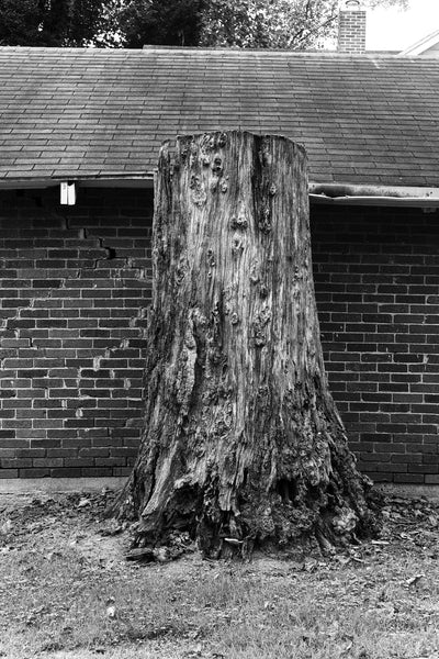 Black and white photograph of a giant tree stump pressed against the back of an old brick house.