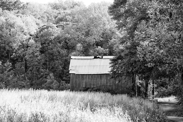 Black and white photograph of an old barn set along a winding shady country lane surrounded by trees and farm fields.