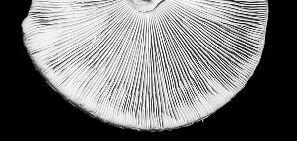 Black and white photograph, abstract composition of the underside of a toadstool, revealing the white ribs extending outward from the center in all directions.