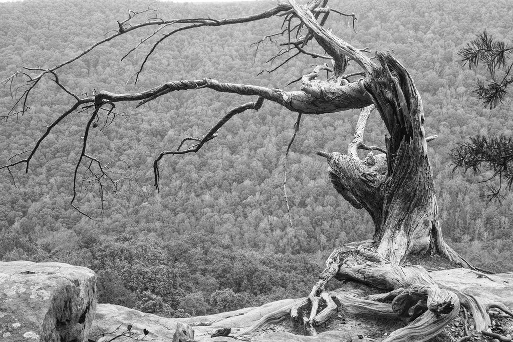Black and white photograph of a twisted old tree growing from the edge of a high cliff, overlooking a scenic valley.
