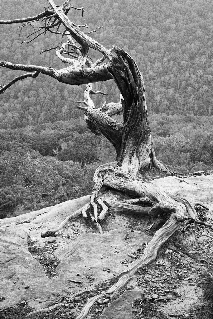 Gnarly Old Tree on a Cliff's Edge: Black and White Landscape Photograph