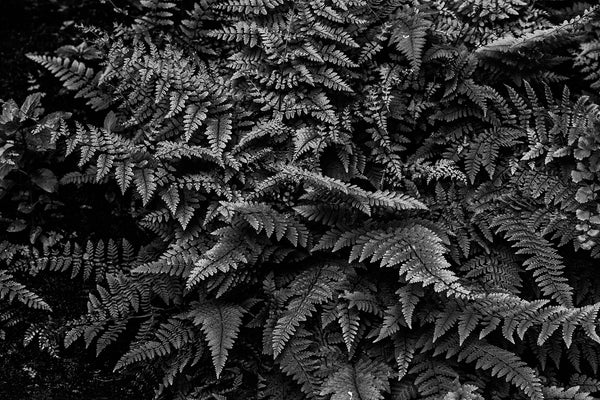 Black and white photograph of green ferns in the low, soft light of the forest floor.