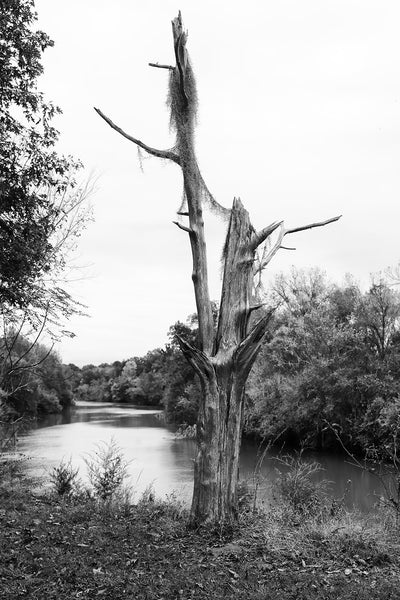 Black and white landscape photograph of a dead tree with Spanish moss draped across it's barren branches positioned on a bluff overlooking a winding river.