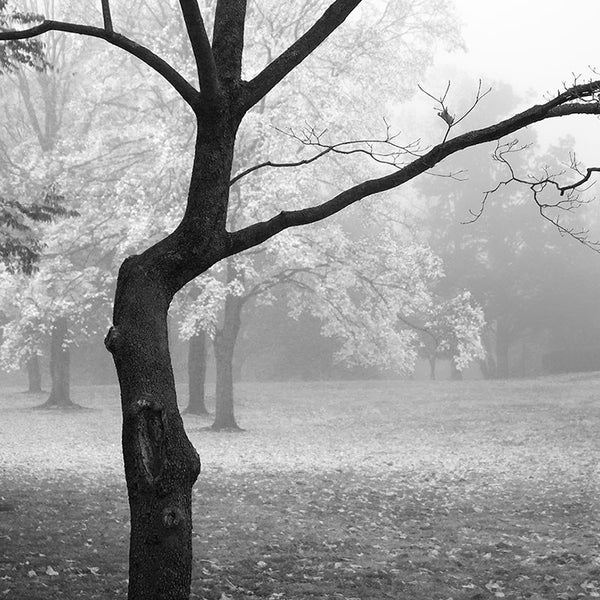 Black and white landscape photograph of a black tree on a foggy autumn morning. (Square format)
