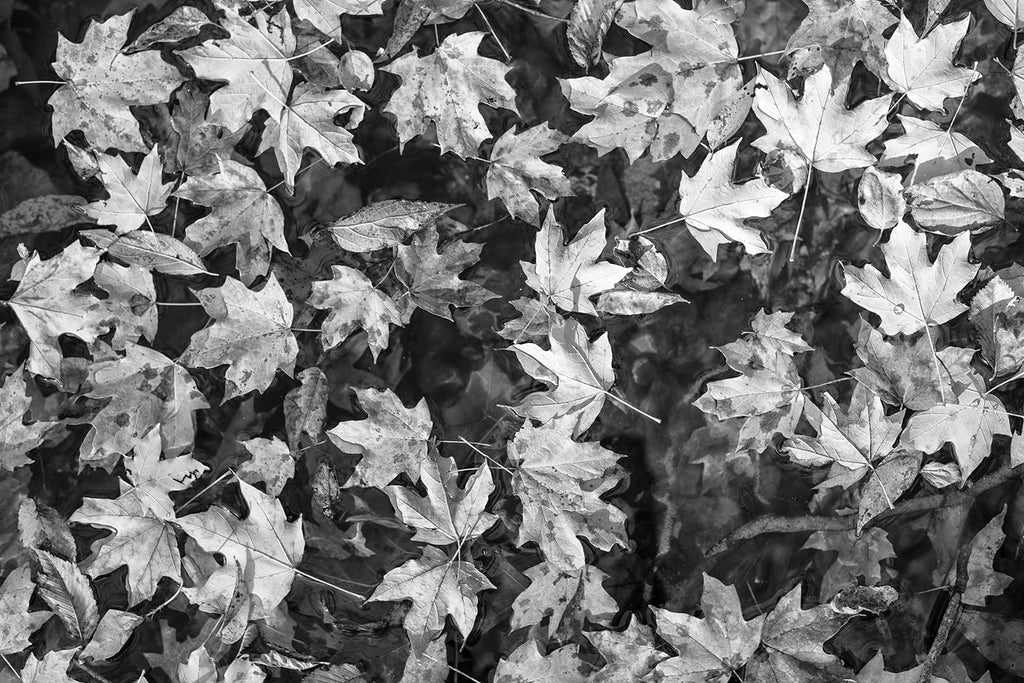 Black and white photograph of fallen autumn leaves gathered in a pool along the bank of a stream.