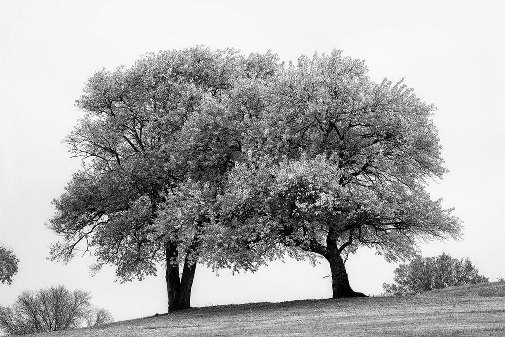 Summer Trees: Black and White Landscape Photograph of Two Big Trees (DSC00440)