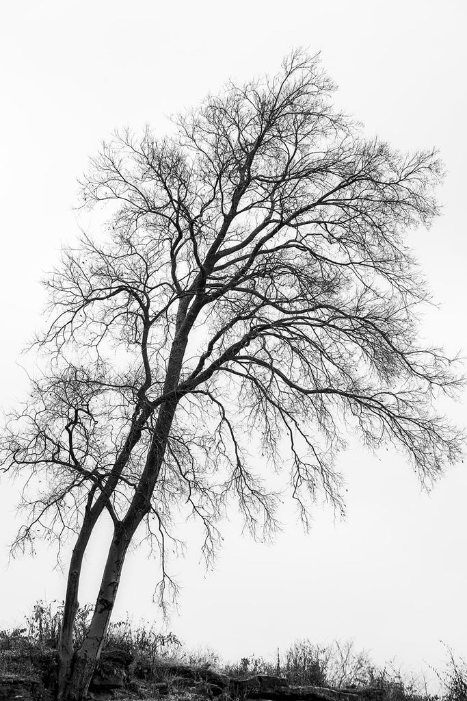 Black and white landscape photograph of a beautifully bare tree, it's intricate branches silhouetted in black against the white winter sky.