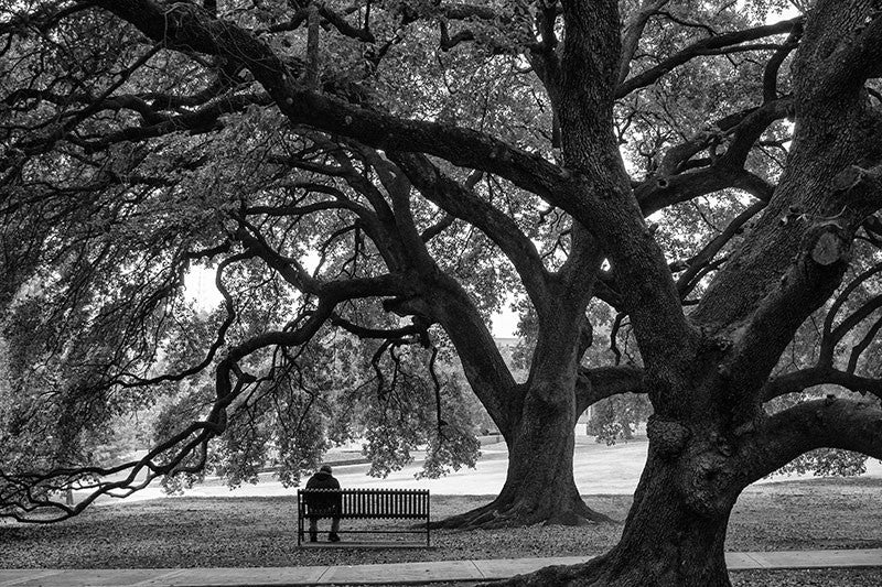 Black and white photograph of a shady park bench under the embrace of two mighty oaks in Houston, Texas. 