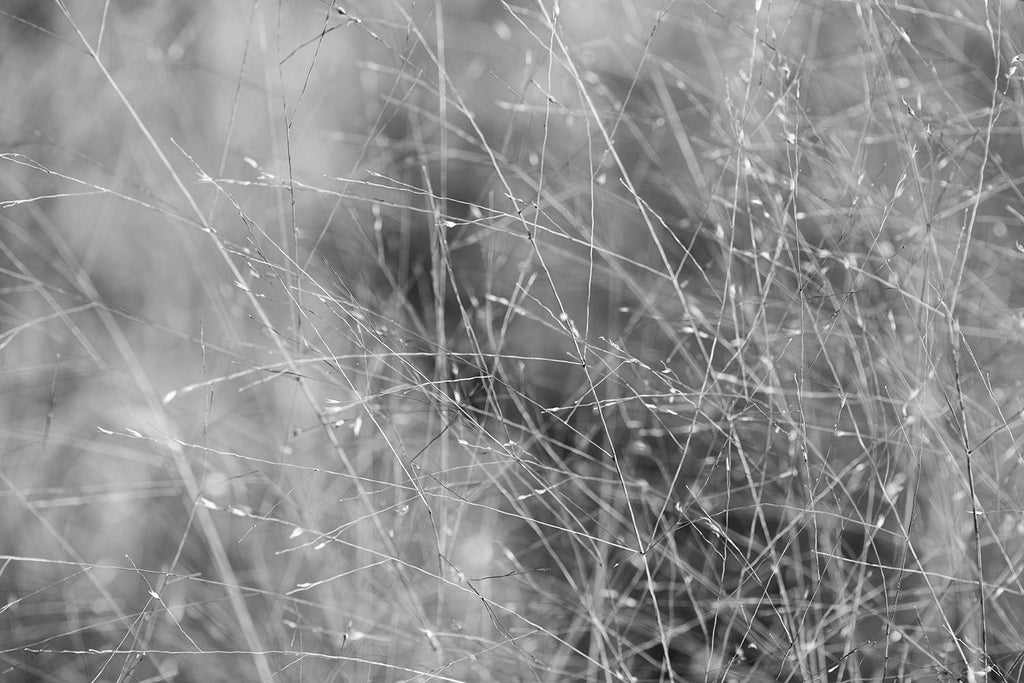 Black and white landscape photograph of tiny stems and blades of grass blowing in the breeze of an open field. The subject is so ethereal, the composition almost feels like an abstraction.