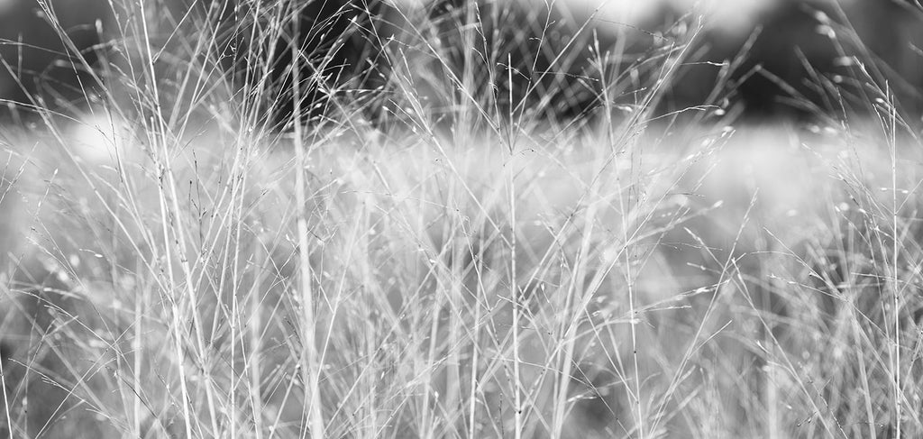 Black and white wide format photograph of winter grasses blowing in the winter wind, creating an ethereal, dreamy effect