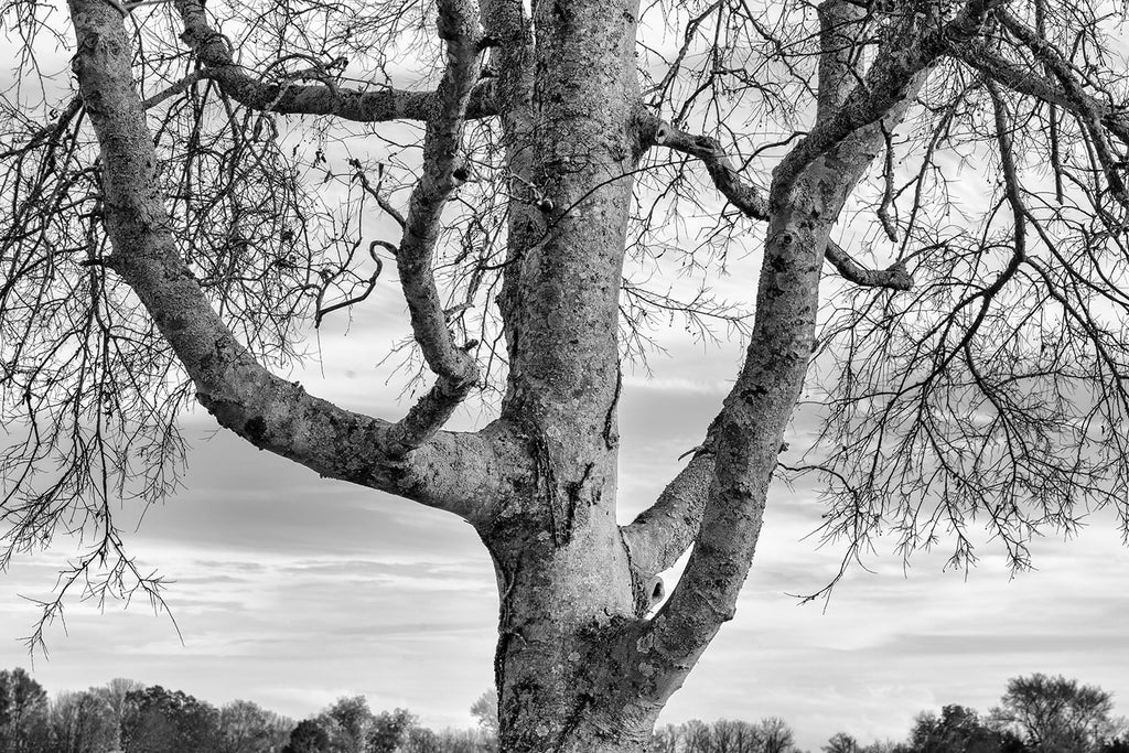 Black and white photograph of a big old tree standing tall and proud against a chilly winter sky