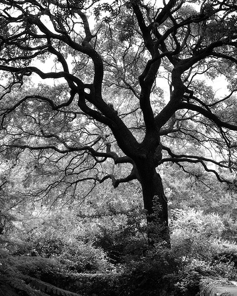 Black and white photograph of a big, beautiful tree in an urban park, overlooking the San Antonio Riverwalk.