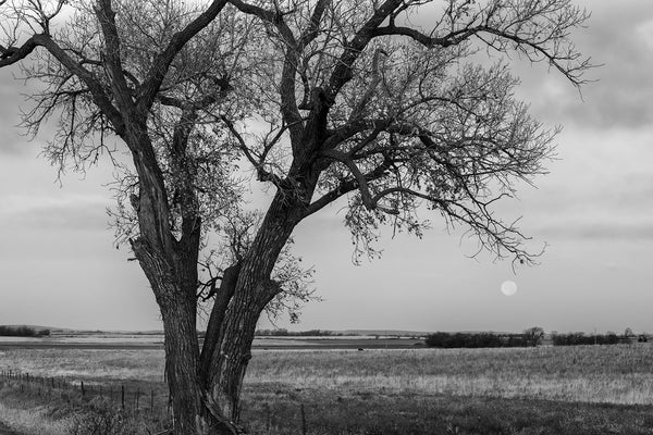 Black and white fine art photograph of the American prairie landscape featuring a big tree at sunrise with a pink moon setting on the far horizon.