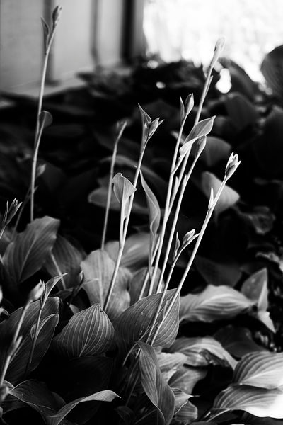 Black and white photograph of a garden full of hostas shot in the indirect light of afternoon shade.