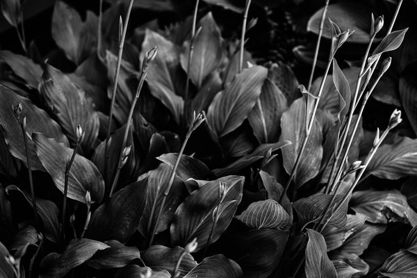 Black and white photograph of beautiful hosta plants budding in a shady garden.