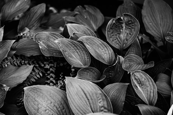 Black and white detail photograph of beautiful hosta leaves in a shady summer garden.