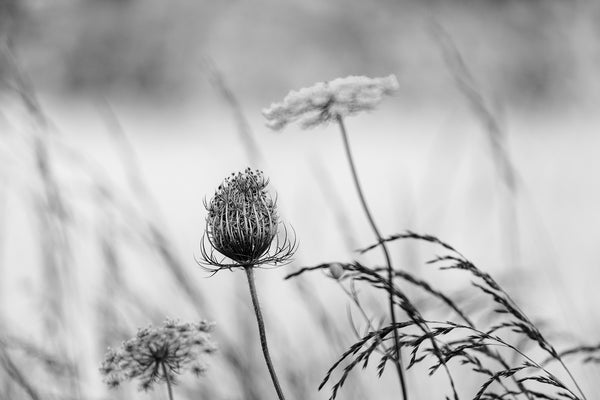 Black and white photograph of Queen Anne's Lace growing in a summertime meadow.