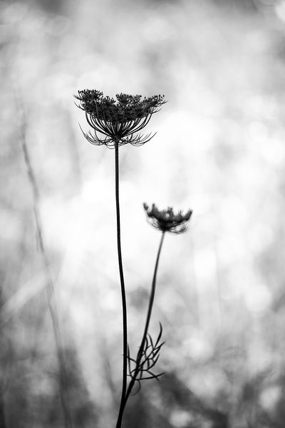 Black and white landscape photograph of a stem of Queen Anne's Lace growing in a sunlit summer meadow.