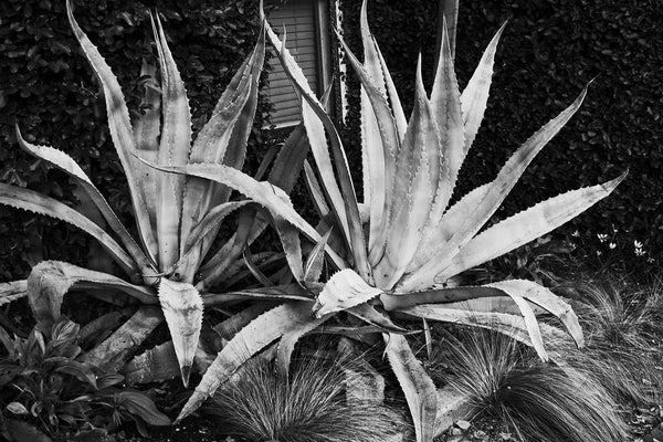 Black and white fine art photograph of two big succulents on South Congress outside the Hotel San Jose, in Austin, Texas.