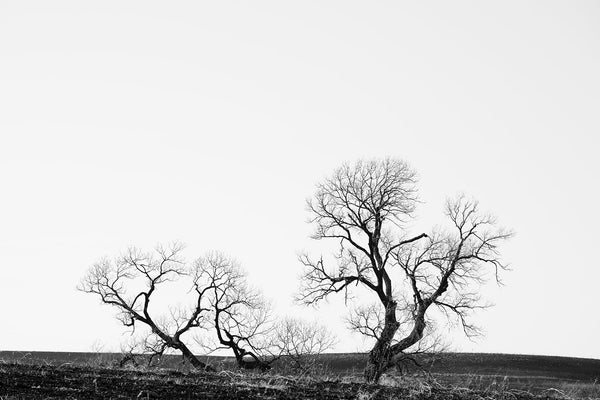 Black and white landscape photograph featuring gnarly and barren black trees on the vast and empty American prairie.