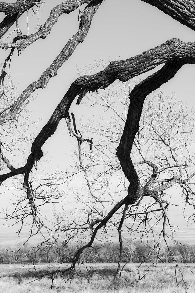 Black and white fine art photograph of the gnarly curved branches of an old cottonwood tree on the great wide American prairie.