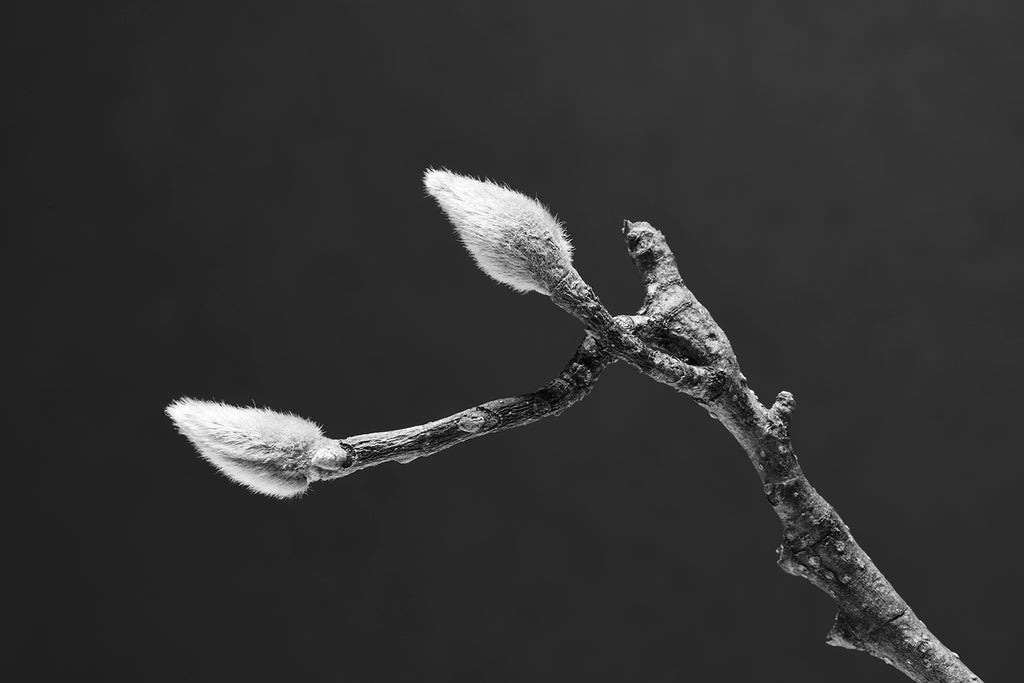 Detailed black and white fine art photograph of a piece of branch from a magnolia tree with fuzzy buds on its tips