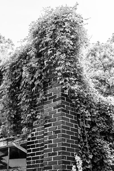 Black and white photograph of the old red bricks of an abandoned building being overtaken by ivy.