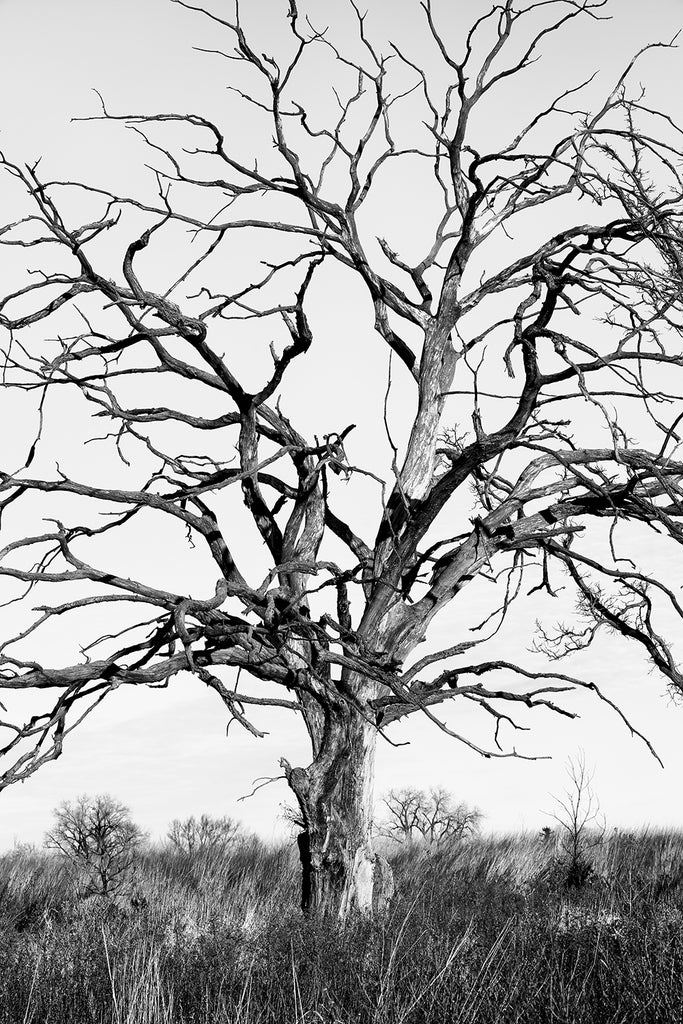 Black and white photograph of a big barren tree with winding branches amidst the tall grass of the prairie.