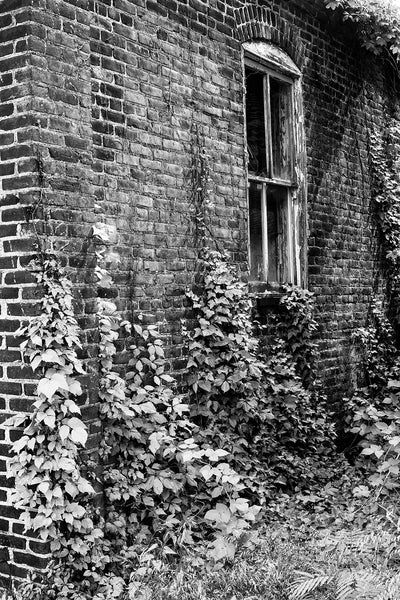 Black and white photograph of ivy growing wild up the sides of an abandoned brick building
