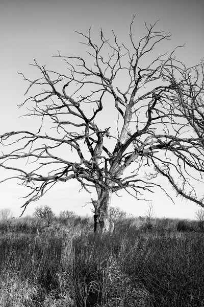 Black and white photograph of a tall barren tree standing amidst the tall grass of the American prairie.